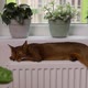 Abyssinian Young Cat Lies on the Windowsill - VideoHive Item for Sale