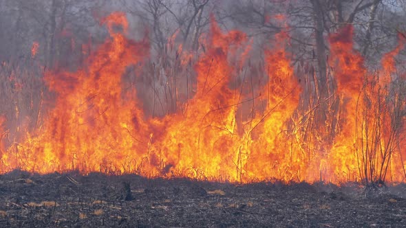 Fire in the Forest. Flame From Burning Dry Grass, Trees and Reeds. Slow Motion