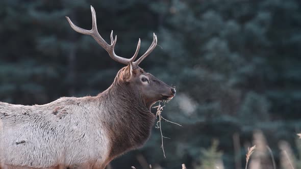 Elk Breath on a Cold Morning