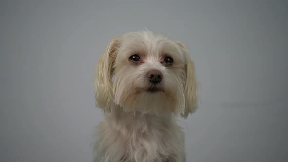 Little creme white colored dog Morkie Maltese Yorkshire mixed breed tired sad dog studio shot with w