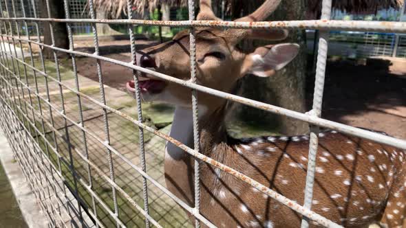 Sika deer