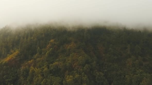 Rainforest in Cloud BaliIndonesia