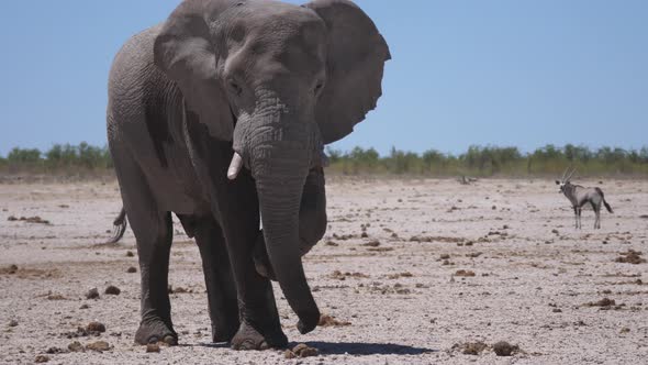 Lonely big elephant on a dry savanna