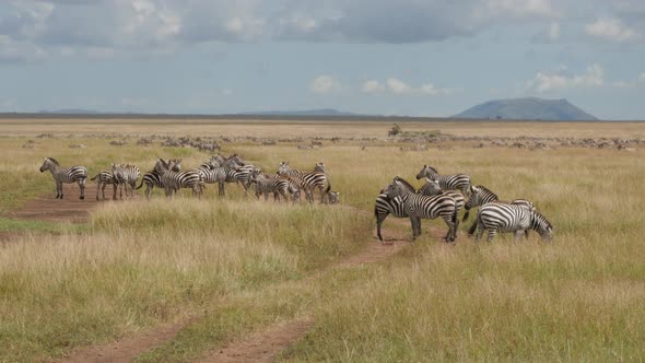 Lots of Zebras in Serengeti National Park Tanzania