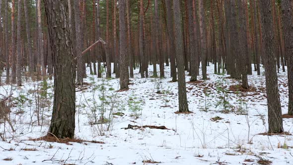 Pull Forward Shot Between Trunks of Pine Trees in Spring Forest with Snow