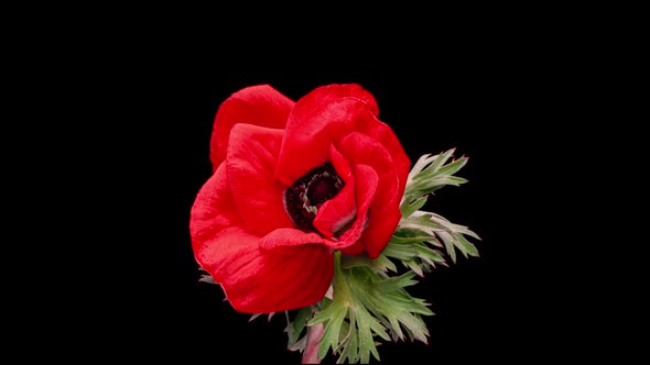 Beautiful Red Anemone Flower Blooming on Black Background Closeup