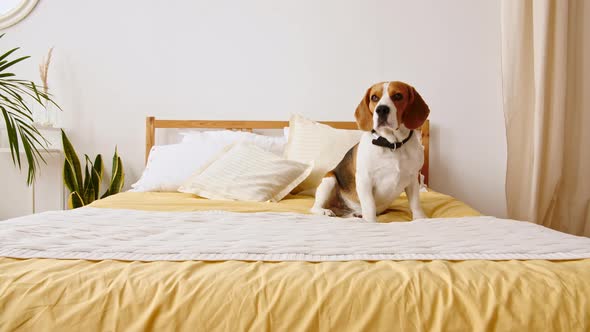 Dog Beagle Lies at Home at Home on the Bed and Executes Commands