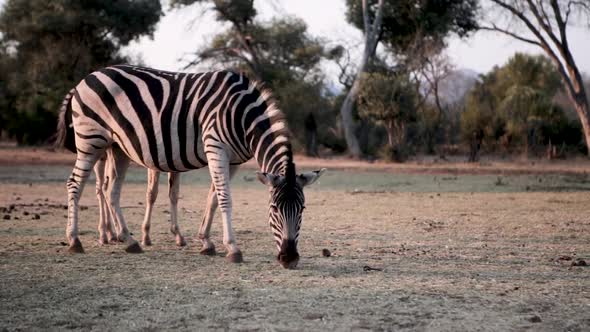 A zebra mare and her foal are grazing in Africa