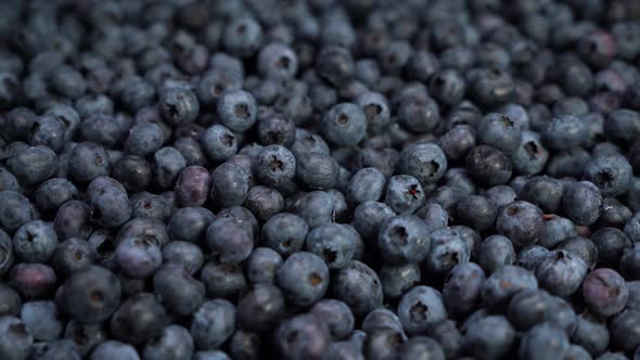 Close Up Shot of Fresh Blueberries, an Excellent Fruit To Make Juice, Jam, Cakes, Pastries. the