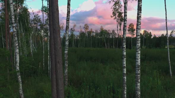 Birch and Pine Trees