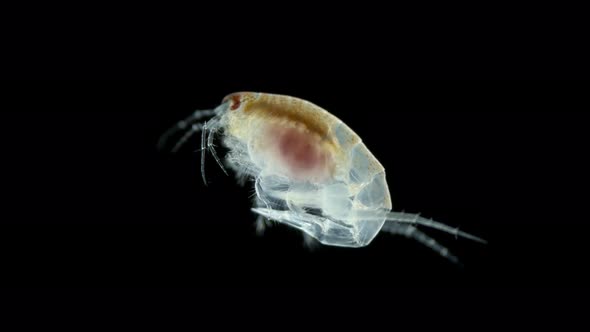 Crustacea Amphipoda Under Microscope Superorder Peracarida