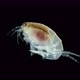 Crustacea Amphipoda Under Microscope Superorder Peracarida - VideoHive Item for Sale