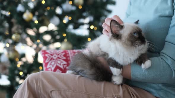 Girl with Ragdoll Cat in Christmas