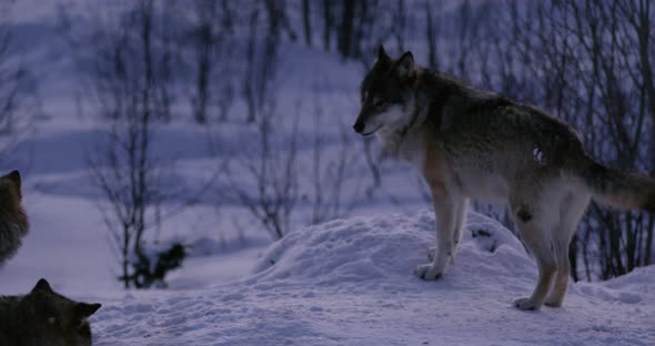 Wolf Pack in Beautiful Winter Forest at Night