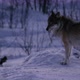 Wolf Pack in Beautiful Winter Forest at Night - VideoHive Item for Sale