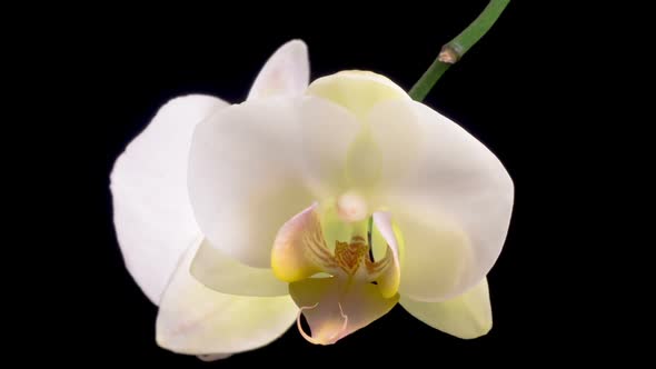 Blooming White Orchid Phalaenopsis Flower