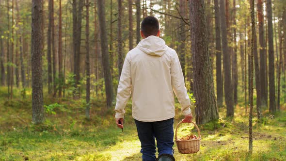 Man with Basket Picking Mushrooms in Forest