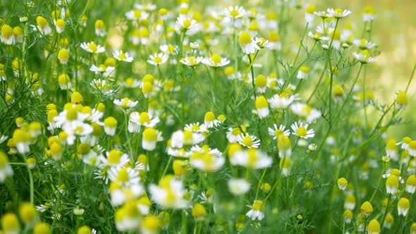 Flowers Field