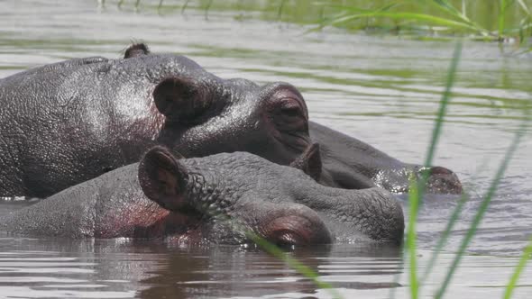 Hippos Submerged In The Cold Lake Water In Bostwana On A Hot Sunny Weather - Closeup Shot