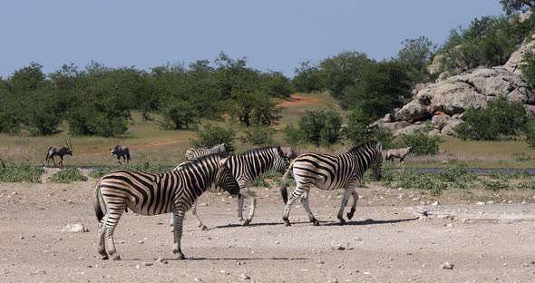 Zebra in bush, Namibia Africa wildlife