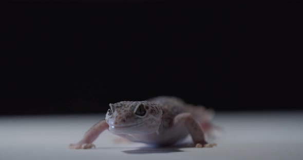 Close Up of a Cute Gecko Walking Around and Licking the Floor