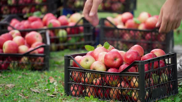 Farmer man or gardener picking box of fresh organic appkes