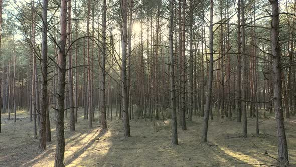 Beautiful landscape view of coniferous forest at spring sunny day.