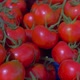 Tomates cherry en mercado / slowmotion / Verduras - VideoHive Item for Sale