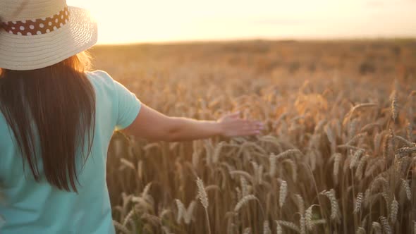 Woman in a Hat and a Blue Dress Walks Along a Wheat Field and Touches Ripe Spikelets of Wheat with