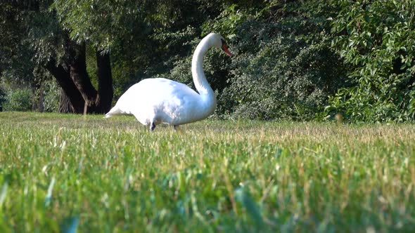 Swan (Cygnus olor) in the meadow, Slow motion