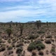 Flying slow through Joshua trees in southern California desert - VideoHive Item for Sale