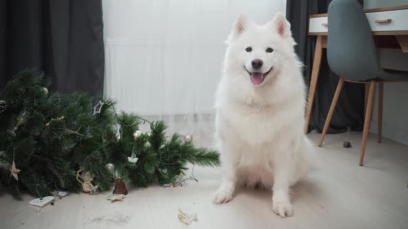 Dog Sitting Near Dropped Christmas Tree in Living Room