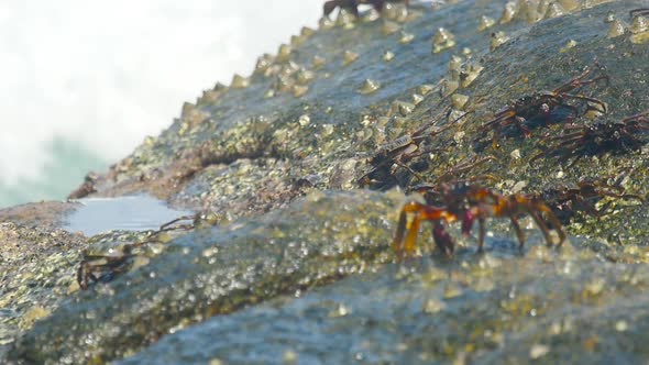 Crabs on the Rock at the Beach