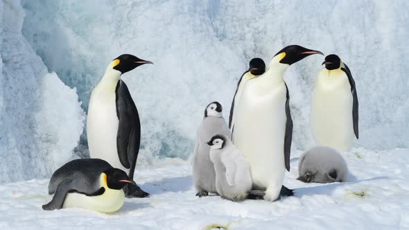 Emperor Penguins with Chicks Close Up in Antarctica