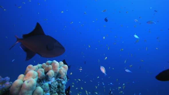 Underwater Sea Tropical Life