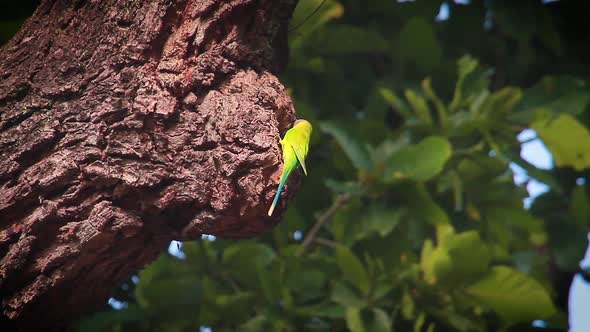 Plum-headed parakeet in Bardia national park