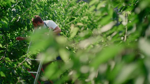 Farm Man Worker Collecting Berry Fruits From Trees on Green Sunny Plantation