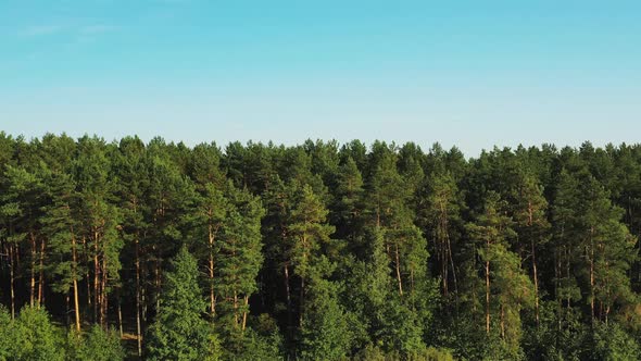 Aerial View Green Forest Woods And River Landscape In Sunny Summer Day