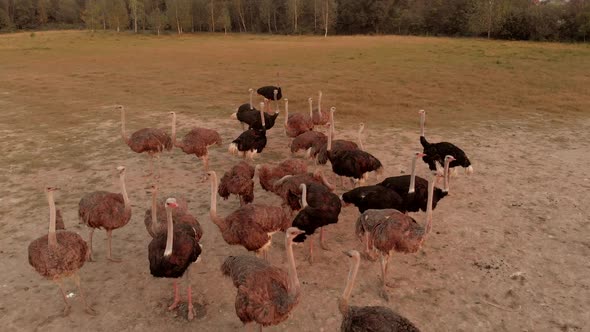 Flock of Ostriches on the Bird Yard Farm