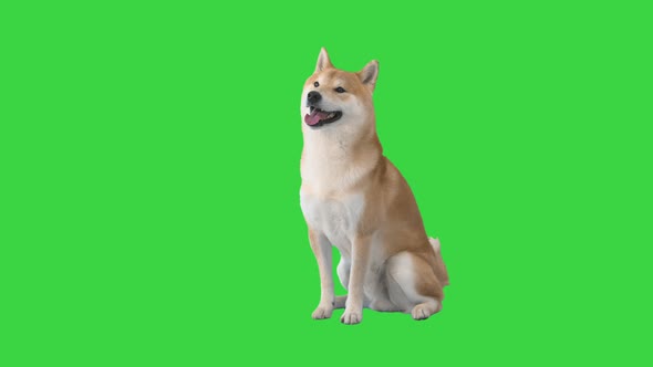 Red Shiba Inu Sitting Down Green Screen Chroma Key