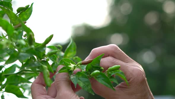 Gardener's Hand Picking Chili Peppers From A Tree