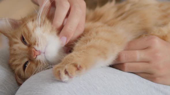 Woman Is Stroking Cute Ginger Cat on Her Knees. Fluffy Pet Purring with Pleasure. Cozy Home