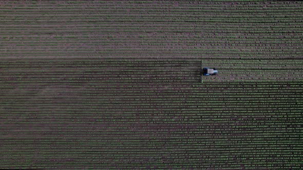 Agricultural Small Tractor in the Field