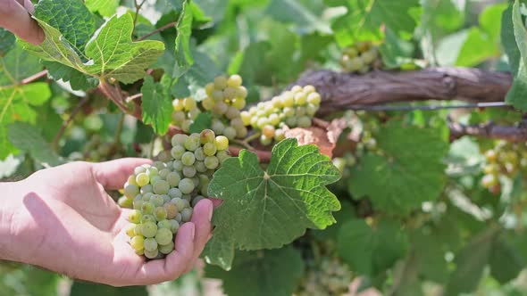 Closeup of a Female Hand Holding a Bunch of Grapes