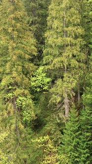 Aerial View of Trees in the Forest