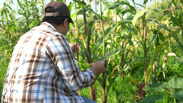 Asian farmer holding tablet and check Rust, Downy Mildew and Bacterial Stalk Rot