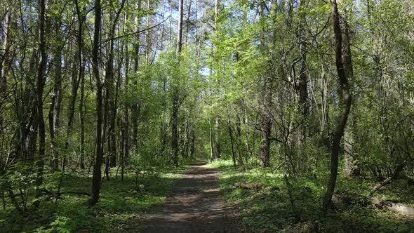 Green Forest During the Day Aerial View