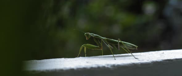 Close up of the praying mantis under the rain on a green forest background