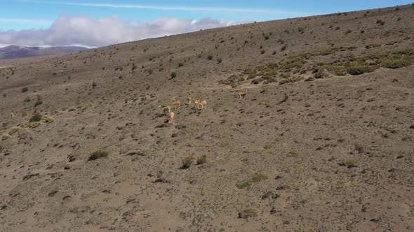 Aerial view that approaches a group of wild lamas or vicunas in the mountains of south america
