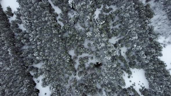 Snowcovered Coniferous Forest From a Bird'seye View